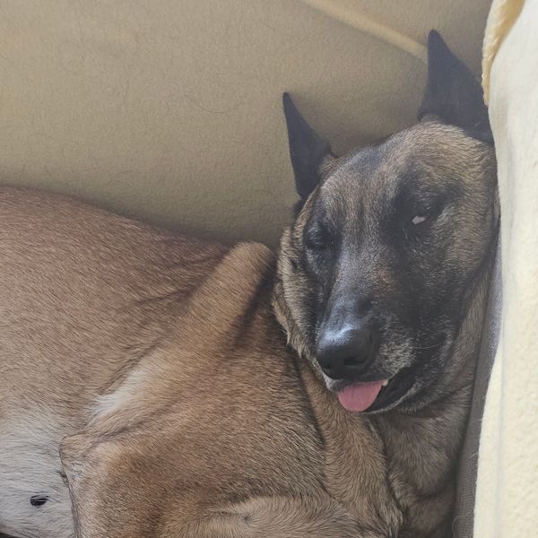 Pepper — dog