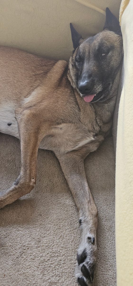Pepper